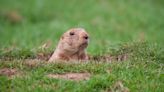 7 ways to get rid of groundhogs without hurting them