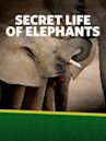 The Secret Life of Elephants