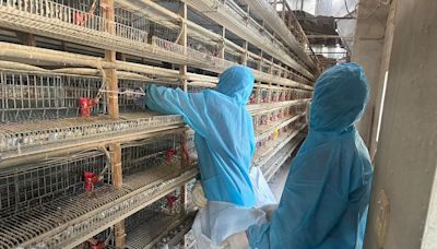 彰化鹿港養禽場確診新型H5N1禽流感 撲殺3.4萬隻鵪鶉｜壹蘋新聞網