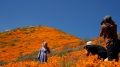 Could recent rains give way to a California superbloom?