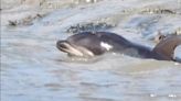 Watch video of a baby dolphin living its best life by SC beach. Here’s what it’s doing