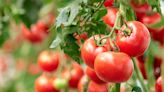 Six beginner tips for growing tomatoes – plant by this flower to flourish