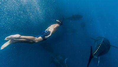 Sumergirse entre cientos de atunes rojos, la auténtica aventura del verano