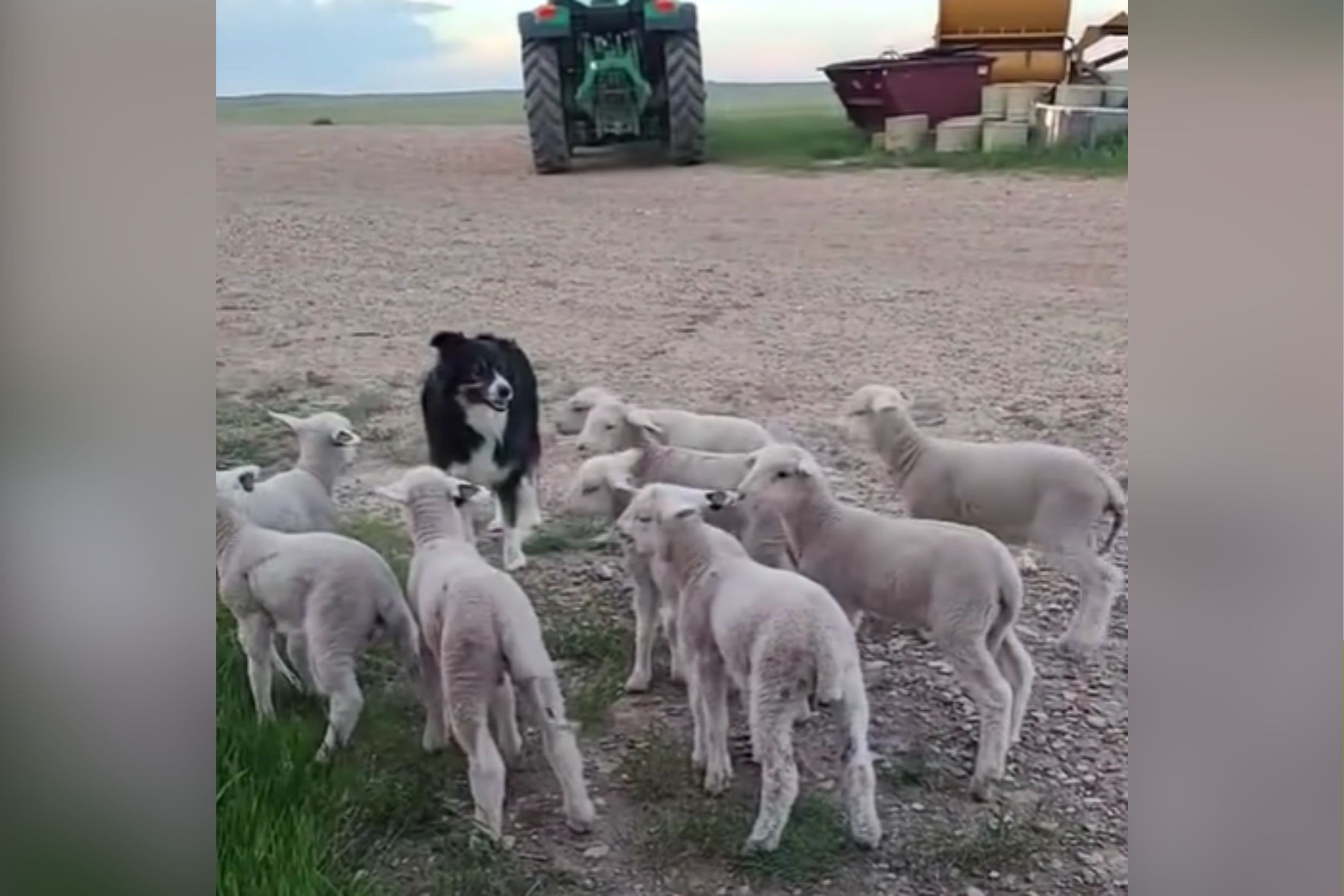 Internet in stitches at how border collie herds lambs with "zero effort"