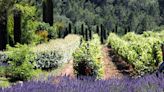 Puro encanto: os melhores vinhos da Provence