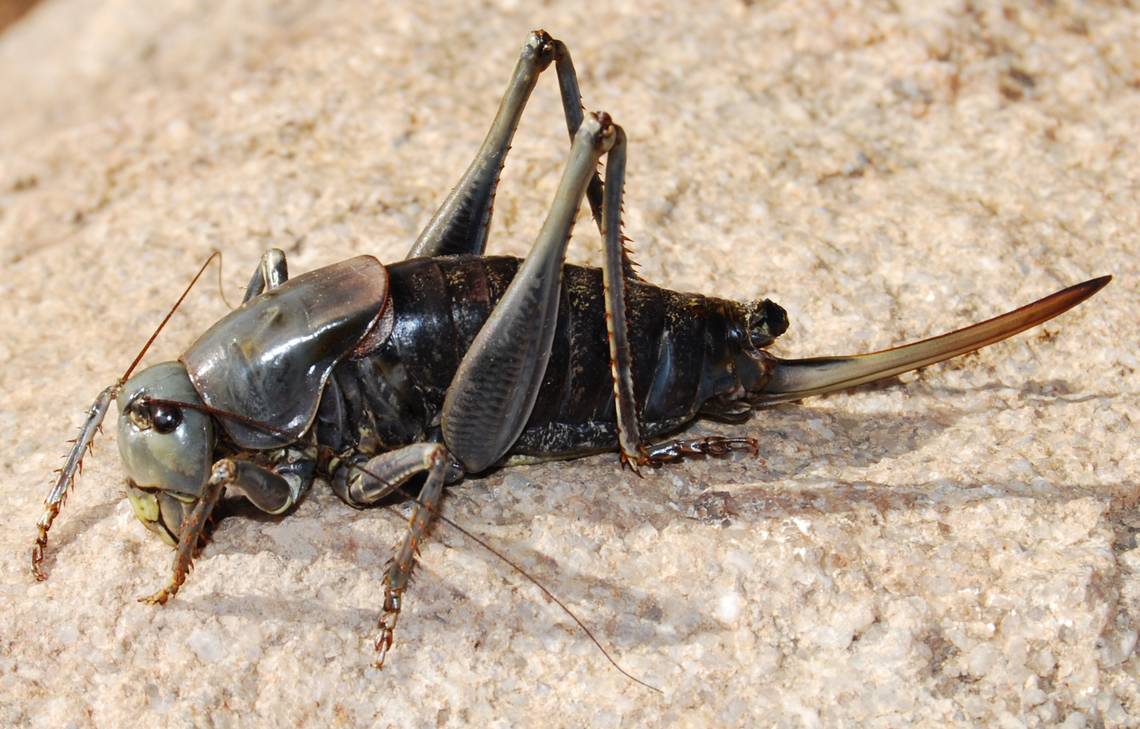 Millions of huge insects are causing chaos in Nevada. They’ve inspired a whole festival