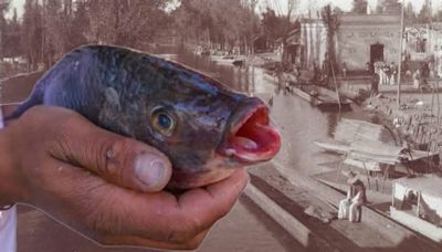 Historia del mercado de La Viga: El recuerdo de una CDMX de trajineras que vende pescado lejos del mar