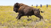 An 83-year-old bison was gored in Yellowstone National Park