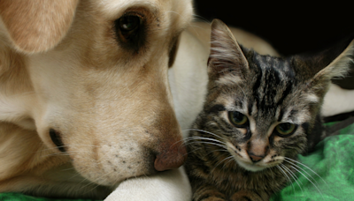 The Internet Is Amazed by Cat and Dog Working Together to Sneak Treats