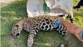 ¿Cuál es el castigo por dañar o matar a un jaguar en México?