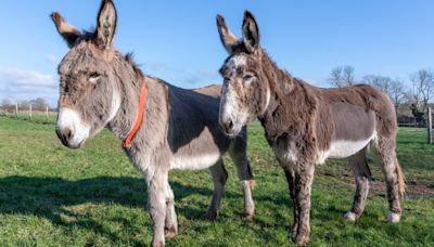 Donkey Sanctuary charity facing four centre closures