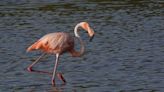 What kinds of birds are in Bradenton this Christmas? Flamingos among rare sights