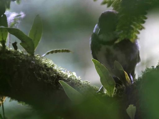 El cambio climático será la principal causa del declive de la biodiversidad a mitad de siglo