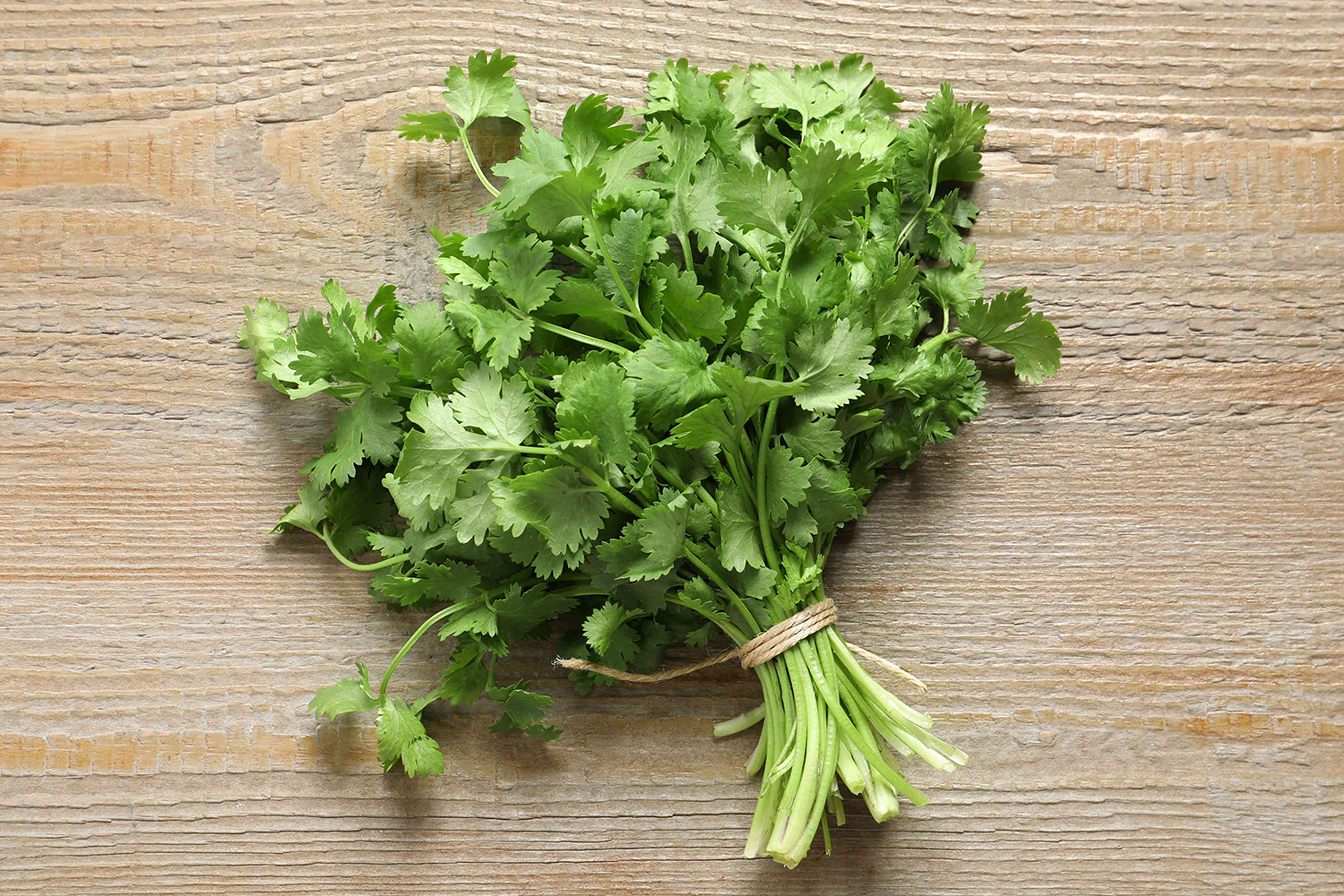 How to Harvest Cilantro for Fresh Herbs All Season