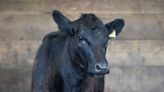 Police watchdog will not investigate officer who ran over cow