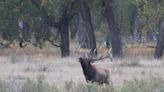 Application deadline for Montana deer and elk permits looms