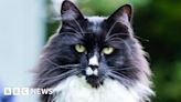 Cat who helps trafficked women in London among awards finalists