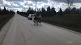 Watch: Three llamas on the loose in Ontario town