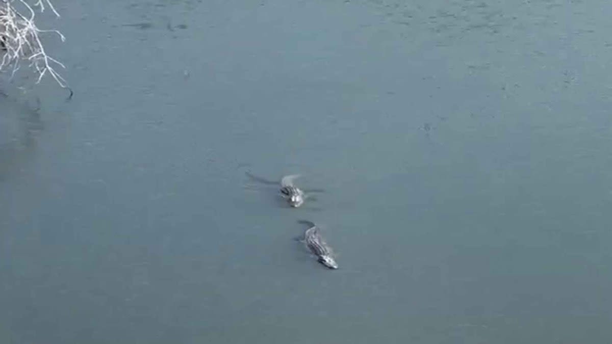 Have you seen gators swimming in Eagle Mountain Lake