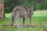 Kangaroo