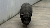 Un enorme cerdo se pasea a sus anchas por un barrio de Las Palmas y ensucia las calles con sus excrementos