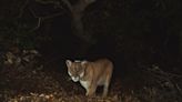 Opinion: Famed LA mountain lion P-22's life can teach NC a lot about wildlife management