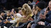 Why was there an 80-pound dog sitting courtside at Lakers game next to Kevin Bacon?