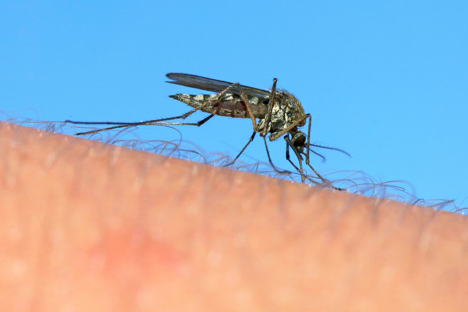 People in 7 States Confirmed to Have Mosquito-Borne West Nile Virus: Know the Symptoms