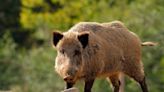 Kansas one of several US states with a destructive and costly problem — feral hogs