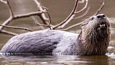 River otter captured after attacking and dragging child underwater at Washington marina