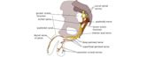 Pudendal nerve entrapment