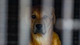 South Korea moves forward with plan to ban dog meat by 2027