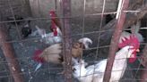 全球首例！墨西哥攤販染H5N2禽流感死亡 疾管署提升旅遊疫情等級