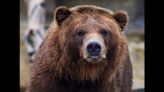 Grizzly with 3 cubs killed after it breaks into cabins in search of food, officials say