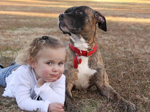 Story Claims Toddler Went Missing for 2 Days Until a Veterinarian Checked Her Pit Bull. Here's the Truth