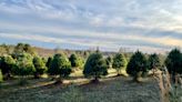 Here's where to find the perfect tree at these Middle Tennessee Christmas tree farms