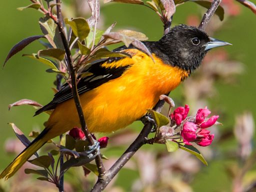 Prep some oranges! Interactive Baltimore oriole migration tracker map shows they're close