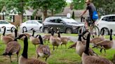 It feels like Canada geese are everywhere, but studies show some populations are declining