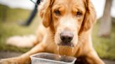 Simple trick to get your dog drinking more water – and it 'never fails'