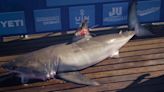 Watch the teeth! Hands-on shark research in Lowcountry may one day help cure human illnesses