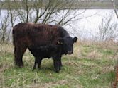 Galloway cattle