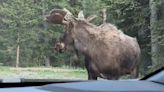 Moose chased by bear stops to look back; ‘You still coming?’