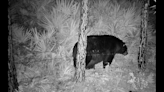 Chaos erupts as bear breaks through fence and tries to eat pet pig, Florida cops say