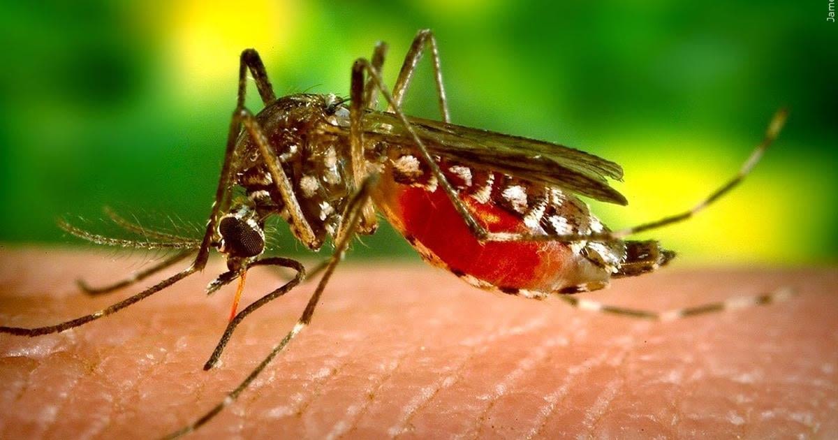 Mosquitoes in Central Point test positive for West Nile Virus