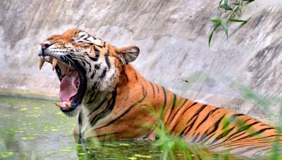 Tiger Deaths Decline By 29 Percent