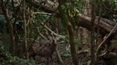 Monkey seen riding on deer's back for fun in Japan