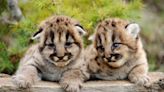 Southern California Park Service Introduces Mountain Lion Kittens as They Practice Their Roars