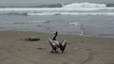 Pelicans dying as bird flu outbreak spreads to Venezuela