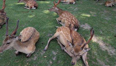 遊客變多狂餵仙貝！奈良增92隻鹿寶寶 CNN：繁殖活躍爆嬰兒潮