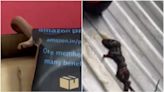 Live cobra in Amazon box, dead mouse in chocolate: 4 bizarre things found in items ordered online